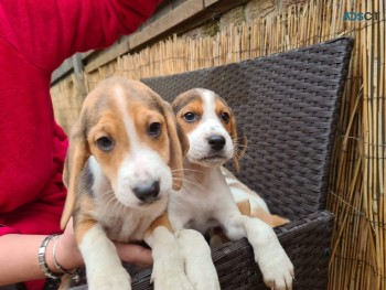 Beagle Puppies for sale