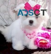 Sweet & Playful Maltese Puppies For Adop