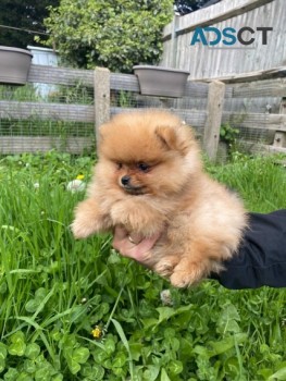 Registered Pomeranian