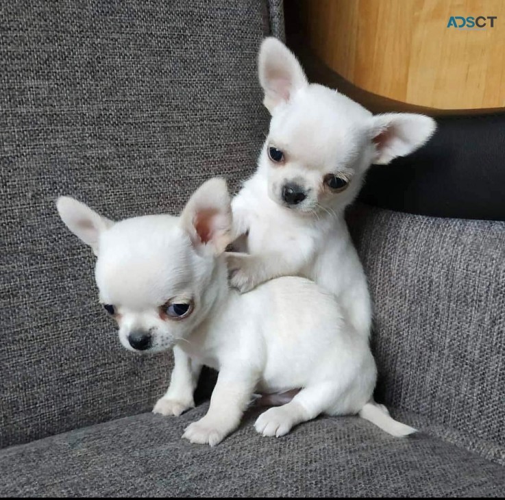 Beautiful, Pre-spoiled Chihuahua Puppies