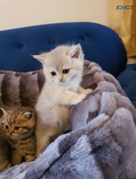  British Shorthair Cats