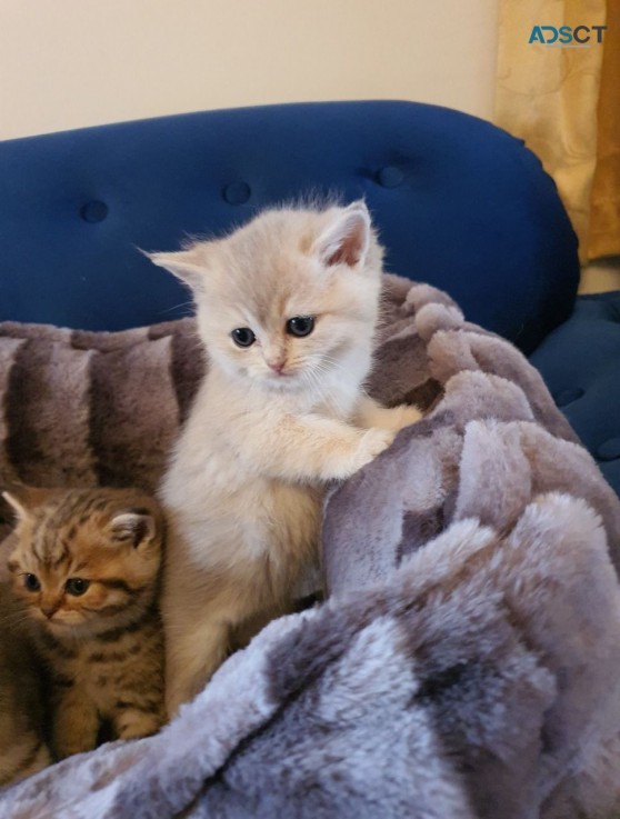  British Shorthair Cats