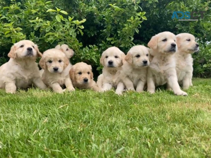 Playful Golden Retriever Puppiesx