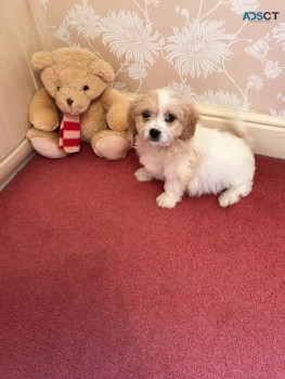 Lovely Cavachon puppies for sale 