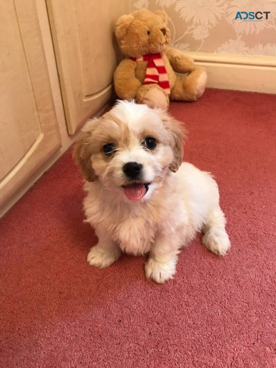 Lovely Cavachon puppies for sale 