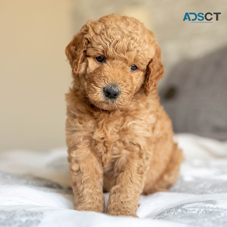 Goldendoodle puppies  males and females 