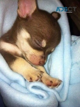 adorable chihuahua puppy