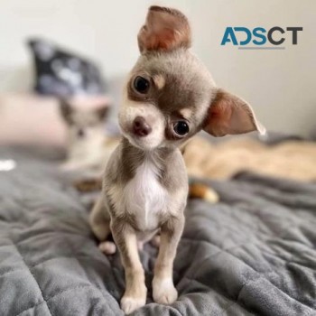 adorable chihuahua puppy