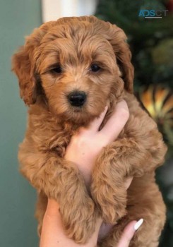 Goldendoodle puppies  males and females 