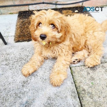 Cavapoo Puppies for sale