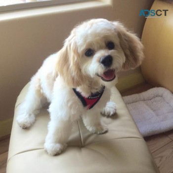 Lovely Cavachon puppies for sale