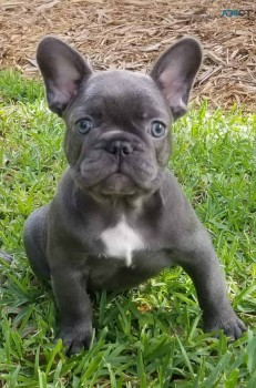 FRENCH BULLDOG