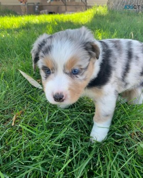 Australian shepherd