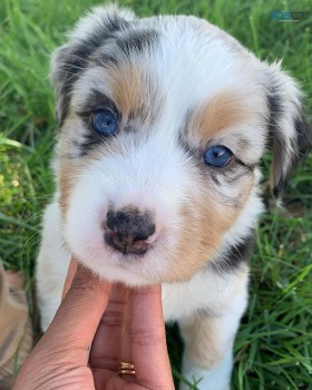 Australian shepherd