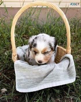 Australian shepherd