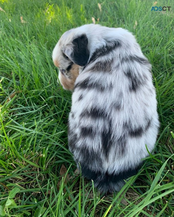 Australian shepherd