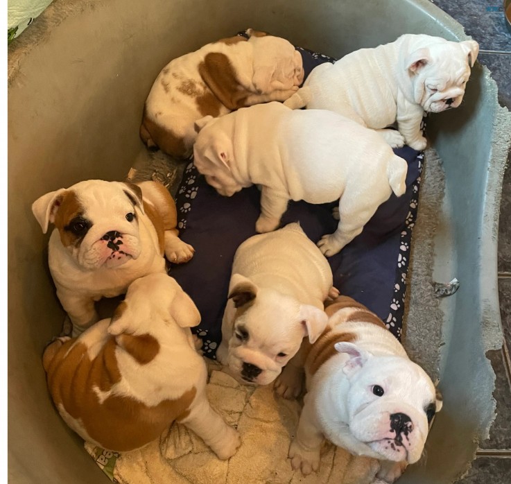 Beautiful English Bulldogs for sale