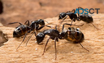 Impressive Pest Control Melbourne