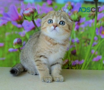 Gorgeous Scottish Fold Kitten Available 