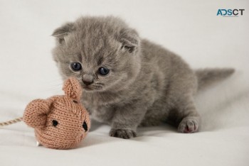 Gorgeous Scottish Fold Kitten Available 