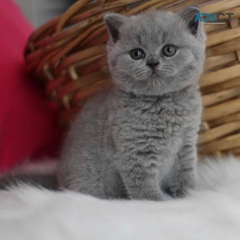 Lovely Scottish  fold Kittens for sale