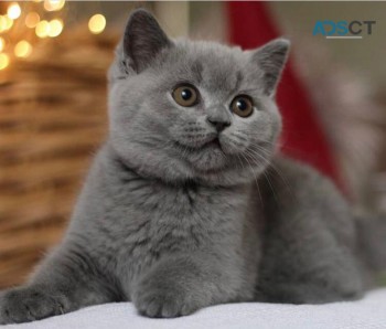 Lovely Scottish  fold Kittens for sale