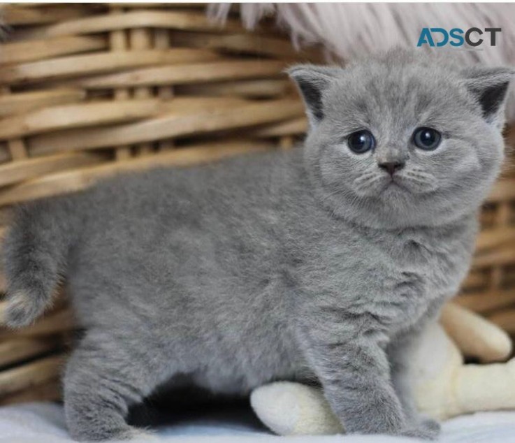 Lovely Scottish  fold Kittens for sale