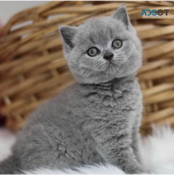 Lovely Scottish  fold Kittens for sale