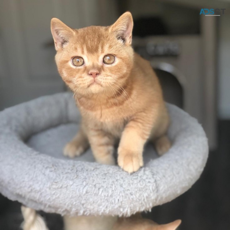 Golden British shorthair Kittens for sal