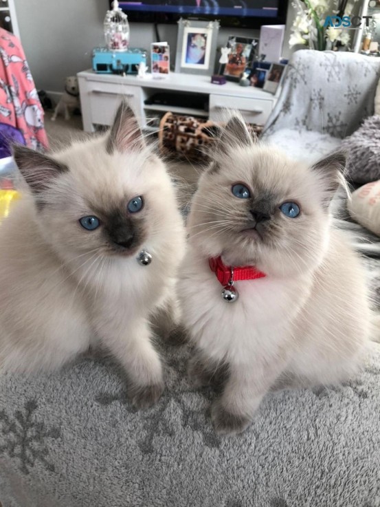 Ragdolls kittens for sale 