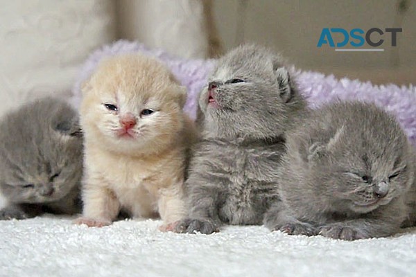 Gorgeous Scottish Fold Kitten Available 