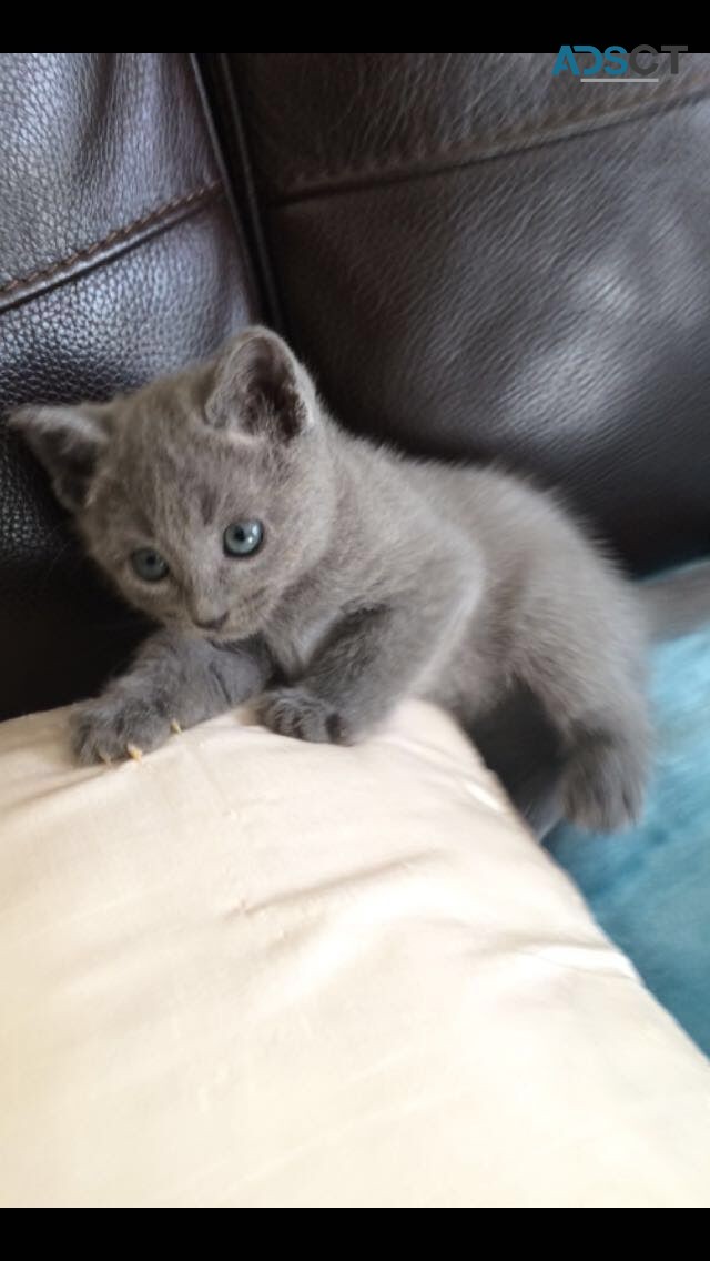 Gorgeous Scottish Fold Kitten Available 