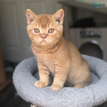 Golden British shorthair Kittens for sal