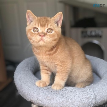 Golden British shorthair Kittens for sal