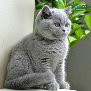 Golden British shorthair Kittens for sal