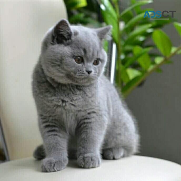 Golden British shorthair Kittens for sal