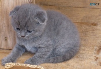 Gorgeous Scottish Fold Kitten Available 