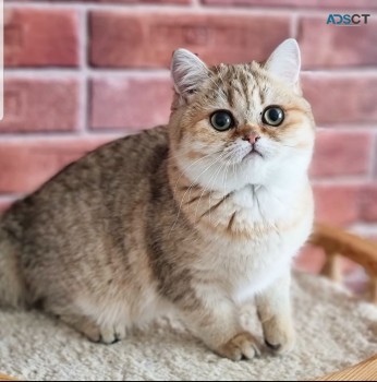 Beautiful Scottish fold Kittens availabl