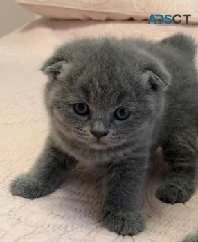 Gorgeous Scottish Fold Kitten Available 