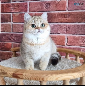 Beautiful Scottish fold Kittens availabl