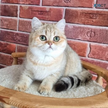 Beautiful Scottish fold Kittens availabl