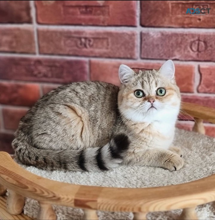 Beautiful Scottish fold Kittens availabl