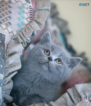 Purebred British shorthair kittens