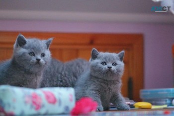 Purebred British shorthair kittens