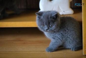 British shorthair kittens