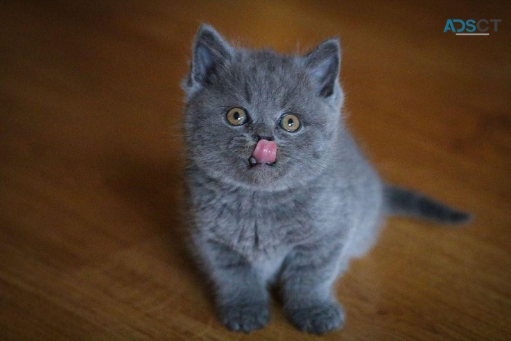 British shorthair kittens