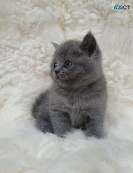 Purebred British shorthair kittens for s