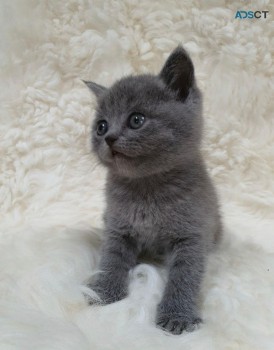 Purebred British shorthair kittens for s