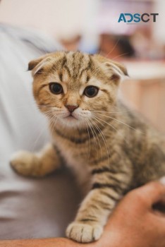 Gorgeous Scottish Fold Kitten Available 