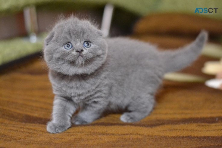 Gorgeous Scottish Fold Kitten Available 